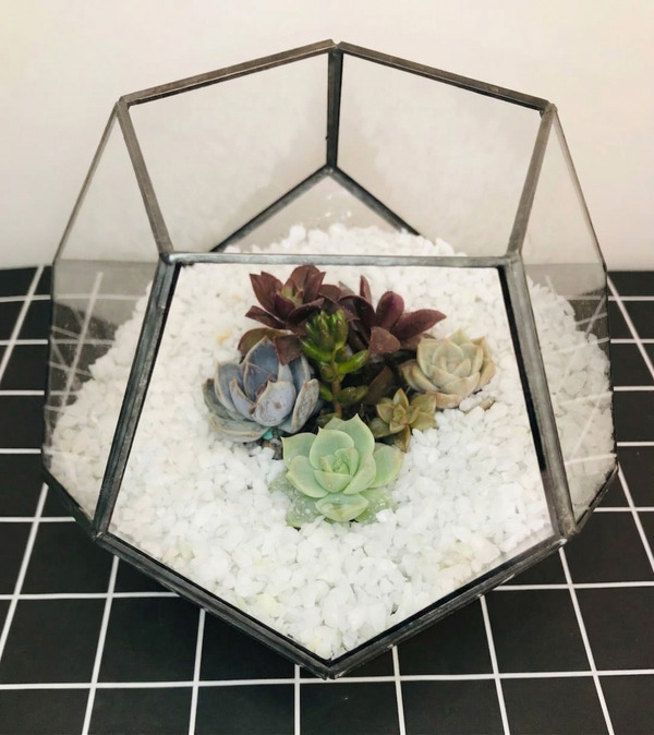 Terrario cactus - suculentas